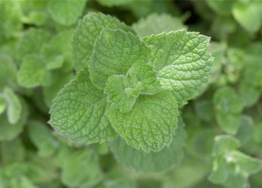 Mentha spicata Marokko