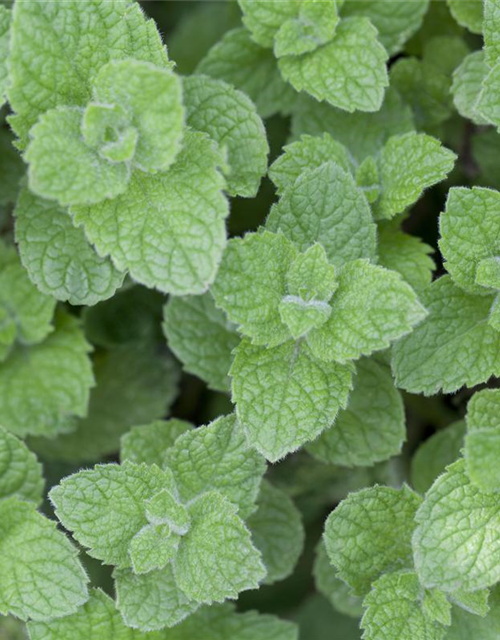 Mentha spicata Marokko