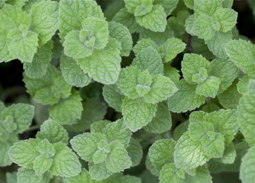 Mentha spicata Marokko