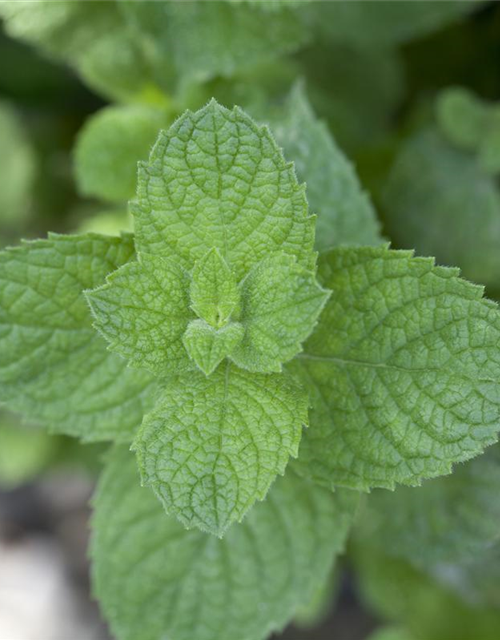 Mentha spicata Marokko