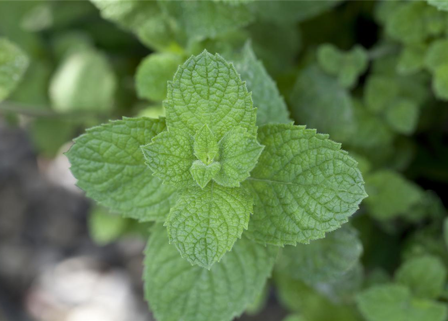 Mentha spicata Marokko