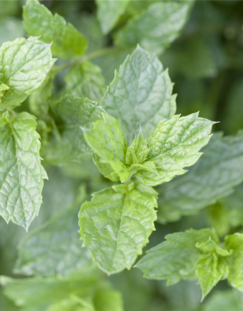 Mentha spicata Marokko