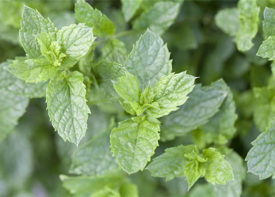 Mentha spicata Marokko