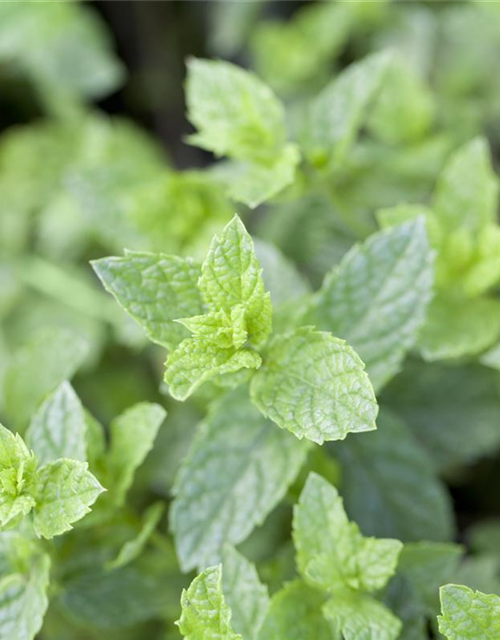 Mentha spicata Marokko