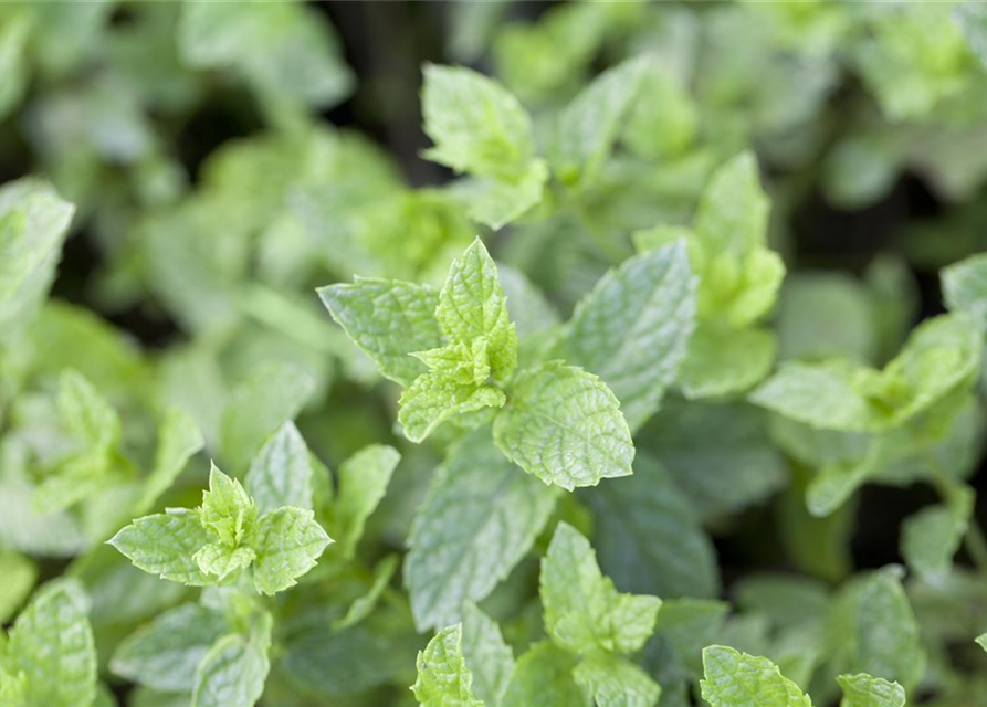 Mentha spicata Marokko