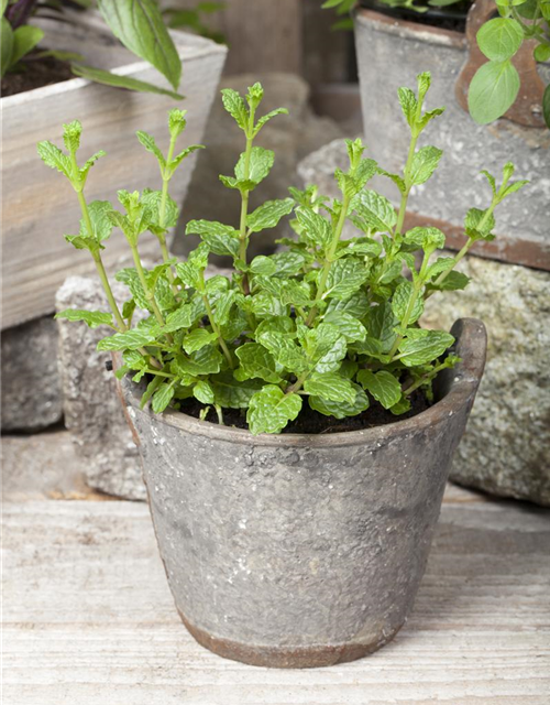 Mentha spicata Marokko