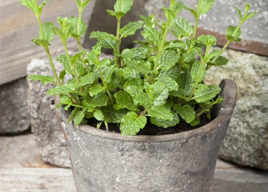 Mentha spicata Marokko