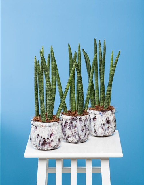 Sansevieria cylindrica