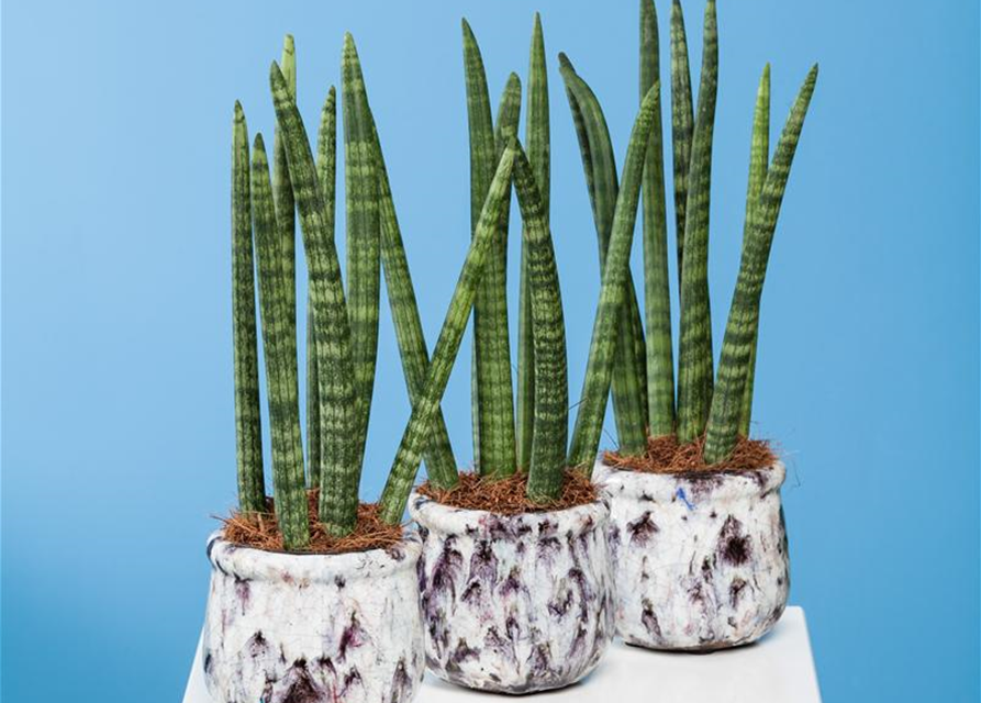 Sansevieria cylindrica