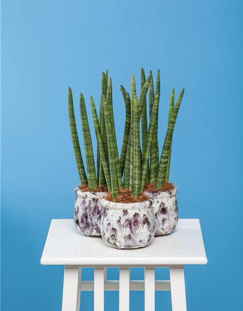 Sansevieria cylindrica