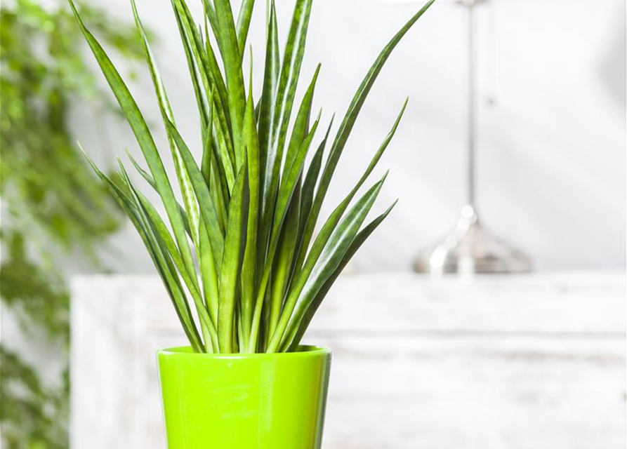 Sansevieria cylindrica