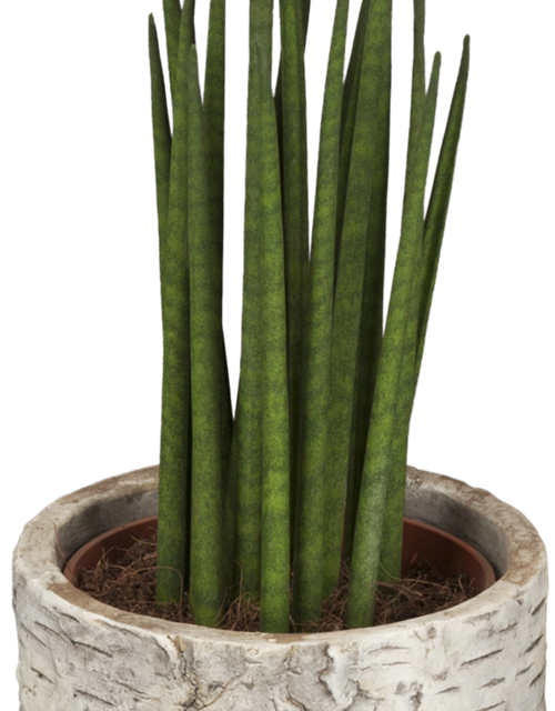 Sansevieria cylindrica