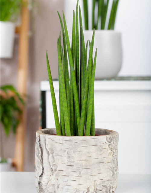 Sansevieria cylindrica