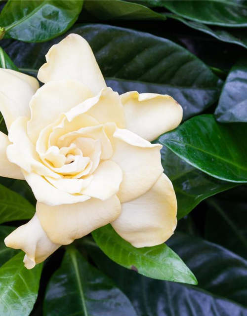 Gardenia jasminoides