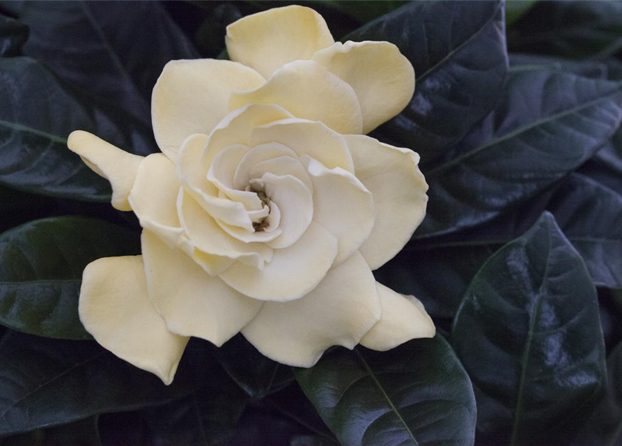 Gardenia jasminoides