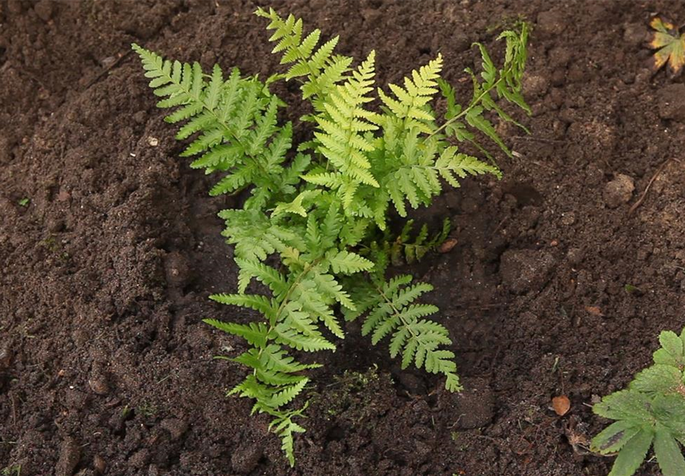 Frauenfarn - Einpflanzen im Garten