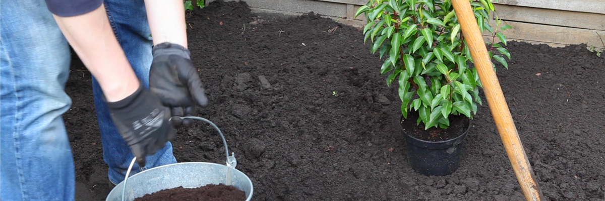 Loorbeerkirsche - Einpflanzen im Garten (thumbnail)