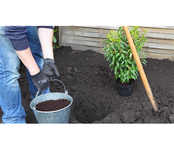 Portugiesische Kirschlorbeer - Einpflanzen im Garten