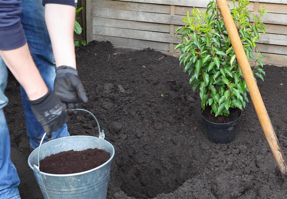 Portugiesische Kirschlorbeer - Einpflanzen im Garten