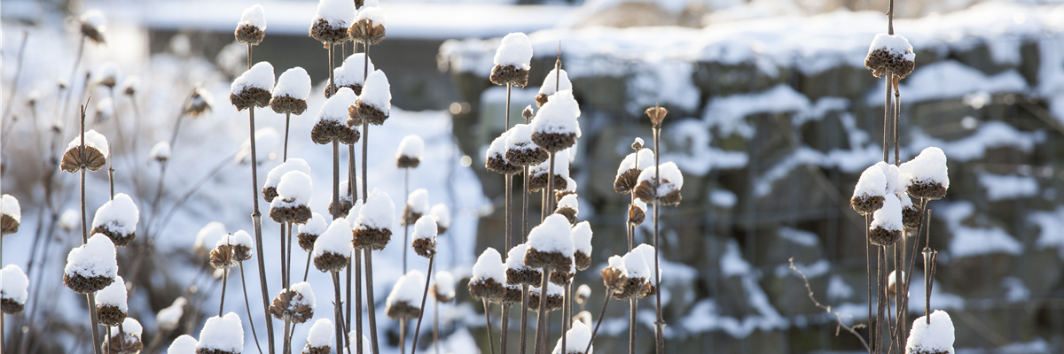 Stauden Winterimpression