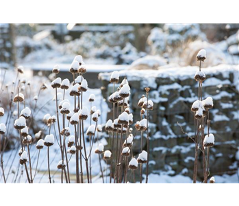 Stauden vor Frost schützen