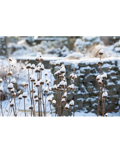 Stauden vor Frost schützen