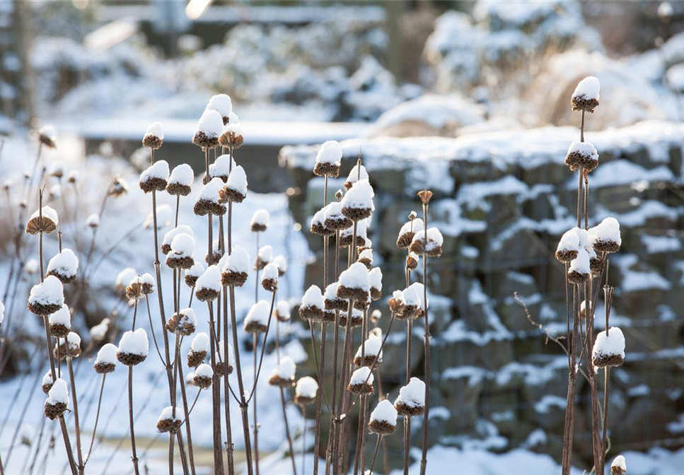 Stauden vor Frost schützen