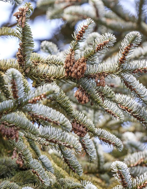 Abies koreana Alpin Star