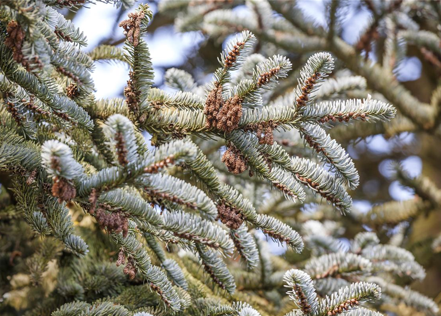 Abies koreana Alpin Star