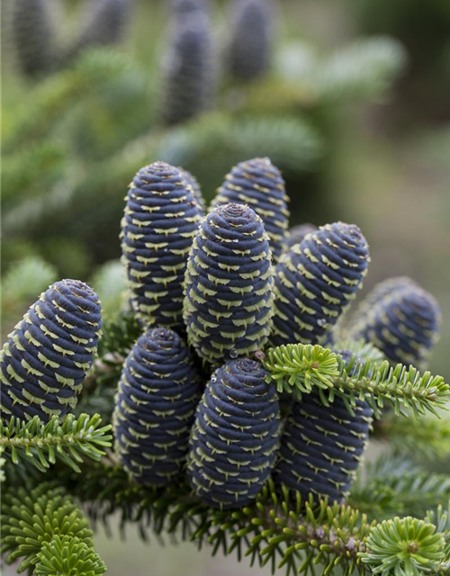 Abies koreana Alpin Star