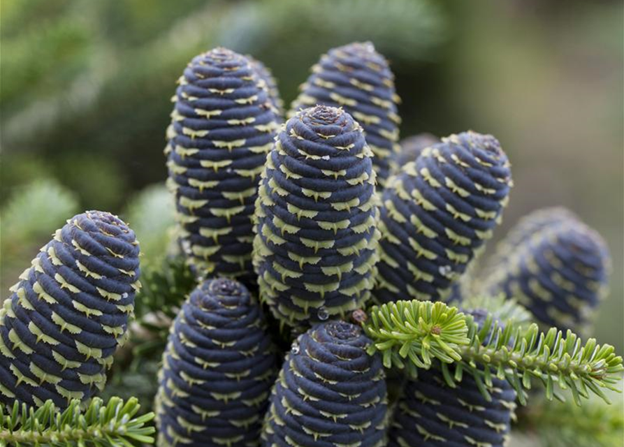 Abies koreana Alpin Star