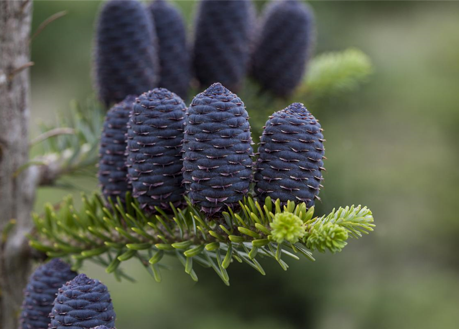 Abies koreana Alpin Star