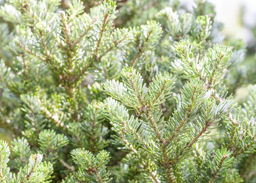 Abies koreana Alpin Star