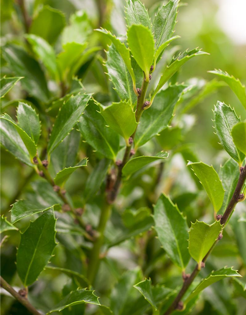 Ilex meserveae Heckenfee