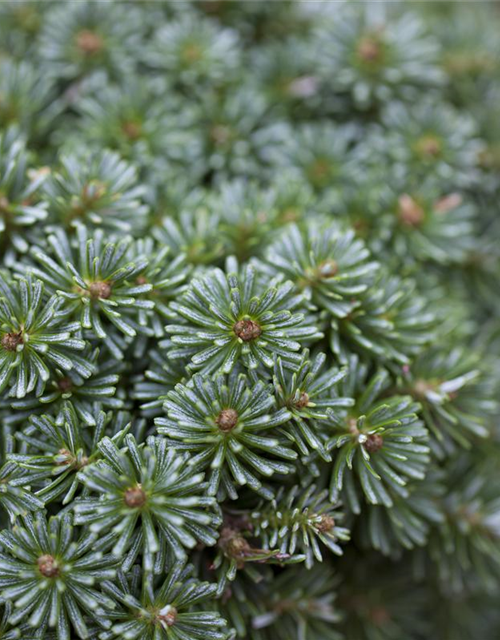 Abies koreana Brillant