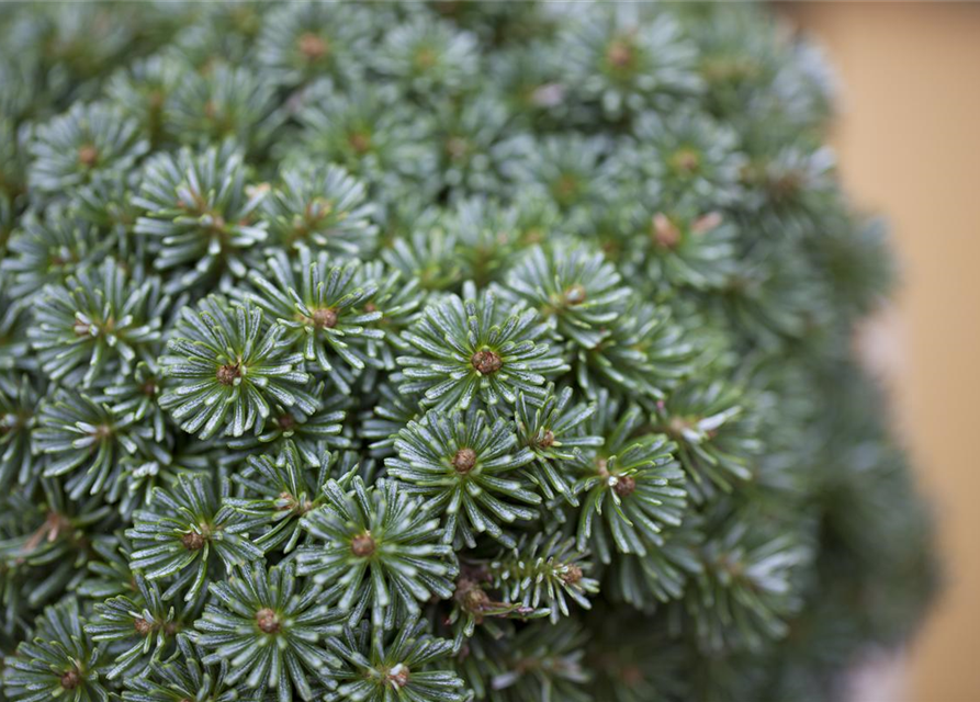 Abies koreana Brillant