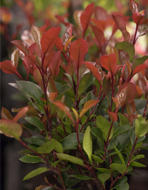 Photinia fraseri Little Red Robin