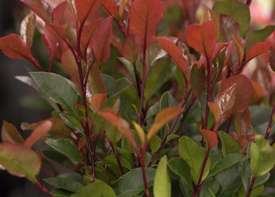 Photinia fraseri Little Red Robin