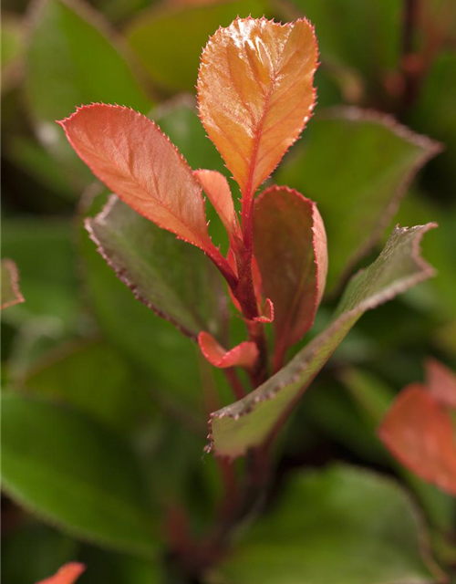 Photinia fraseri Little Red Robin