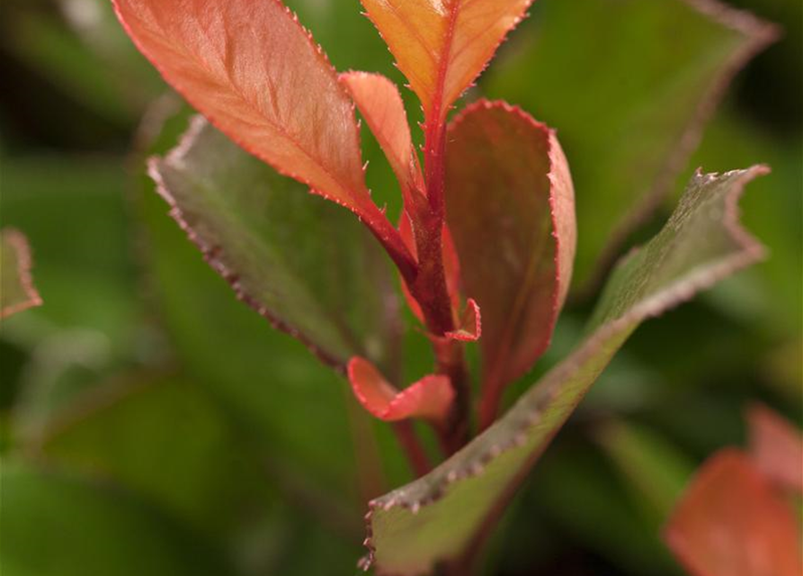 Photinia fraseri Little Red Robin