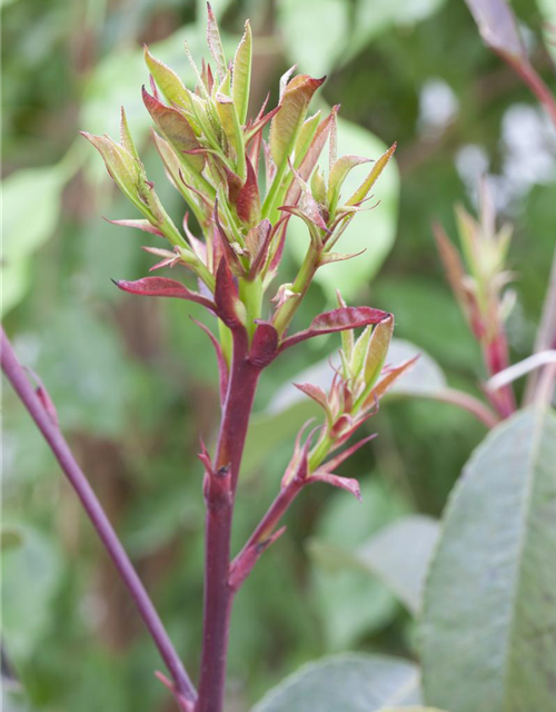 Photinia fraseri Little Red Robin