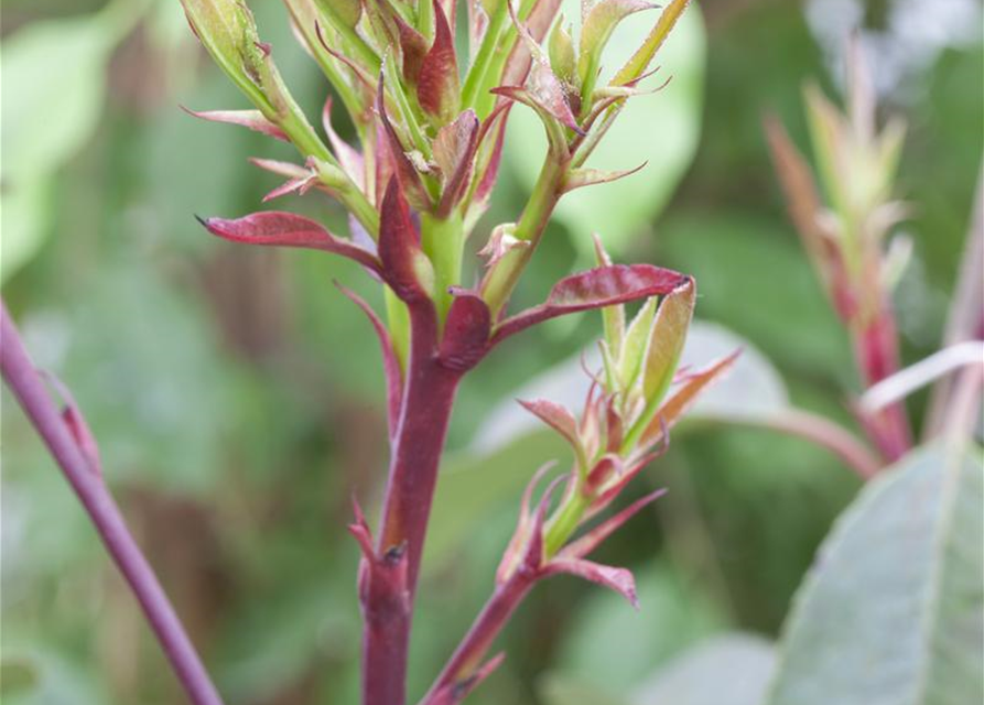 Photinia fraseri Little Red Robin