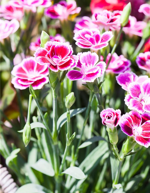 Dianthus Pink Kisses