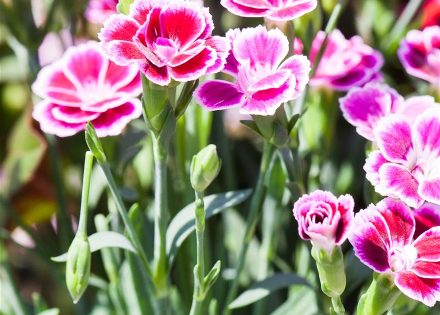 Dianthus Pink Kisses