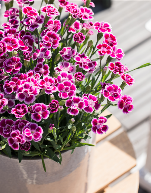 Dianthus Pink Kisses