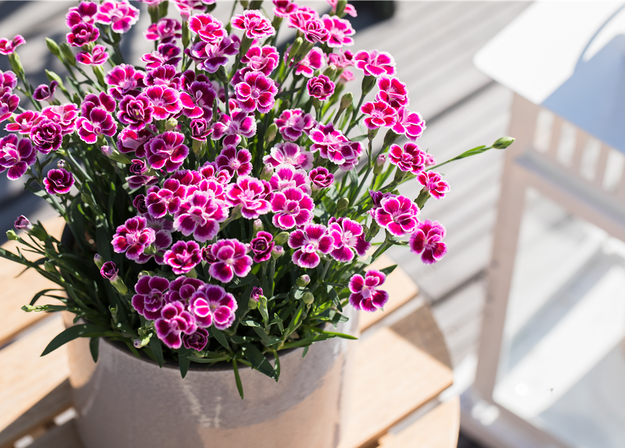 Dianthus Pink Kisses