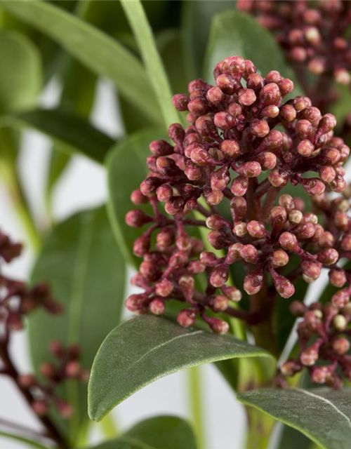 Skimmia japonica Rubella