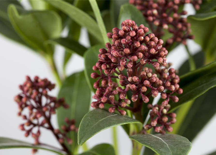 Skimmia japonica Rubella