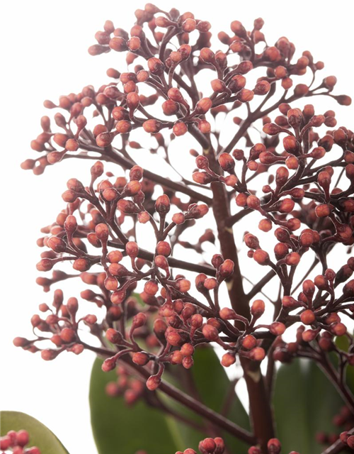 Skimmia japonica Rubella