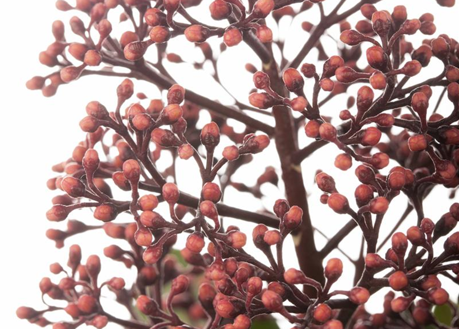 Skimmia japonica Rubella